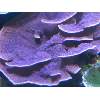 Purple Idaho Grape Montipora