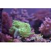 Super NEON GREEN finger leather
