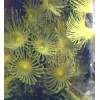 Yellow Polyps