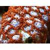Star Burst Zooanthids