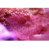 Metalic Red Mushroom