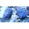 SnowFlake blue anthelias polyps