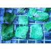Green metallic Cyphastrea