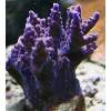 Purple Bonsai Acropora
