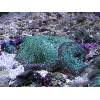 Spotted Green Mushroom