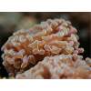 hammer coral