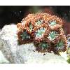 camo starburst zoas