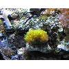 Green Star Polyp