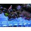 Orange & Blue Zoo Polyp Frag