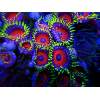 Eagle Eye Zoanthids