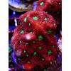 Tyree War Coral