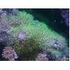 Bright Green Star Colny