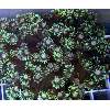 Metallic Green Goniopora Flowerpot
