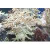 Rare Palau Nepthea
