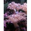 Pom Pom Xenia