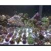 All types of zoanthids