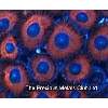 Kedd Red Zoa