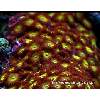 007 Golden Eye zoa