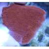 Red Capping Monti