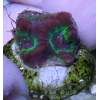Purple Favites