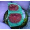 Green Favia
