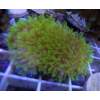 Green Star Polyps