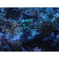 SPS FRAG PACK 6 FOR $100 Click to view larger image'