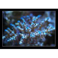 Blue Tip Acropora Click to view larger image'