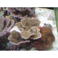 Brown Montipora capricornus Click to view larger image'