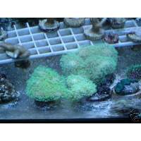 Green-Polyped leather coral Click to view larger image'