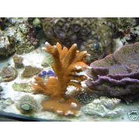 Orange Montipora digitata Click to view larger image'