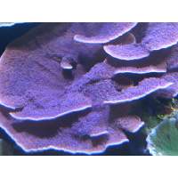 Purple Idaho Grape Montipora Click to view larger image'