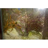 Magenta Gorgonian Frags Click to view larger image'