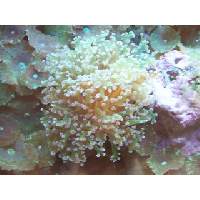 Frogspawn Fluorescent Green/Pink Click to view larger image'