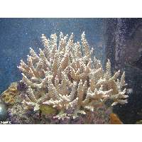 Green Acropora micropthalama Click to view larger image'