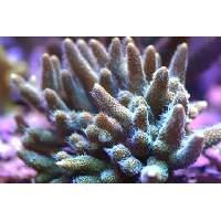 Green -N- Orange Millepora Click to view larger image'