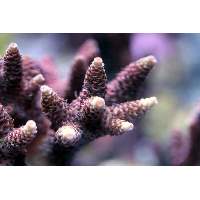 Pink Acropora millepora Click to view larger image'