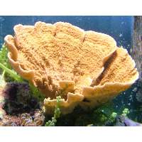 Orange Montipora Click to view larger image'