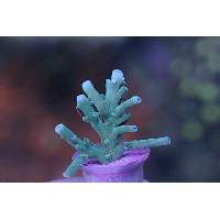 Acropora caroliniana 3/4 