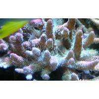 Millepora Click to view larger image'