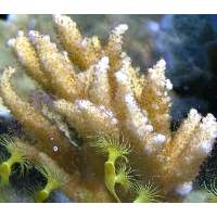 Yellow acropora Click to view larger image'