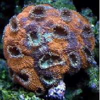 Original Orange Crush Acanthastrea Click to view larger image'