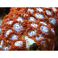 Star Burst Zooanthids Click to view larger image'