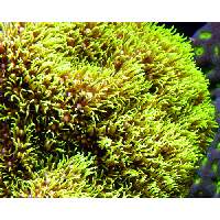 Electric green long star polyps Click to view larger image'