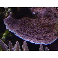 Tyree Idaho Grape Montipora Click to view larger image'