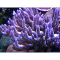 Big Johnson's Pink and Blue tipped Millipora Click to view larger image'