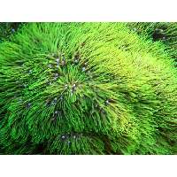 Neon Green Star Polyps Click to view larger image'
