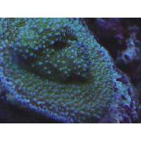 Tyree Rainbow Montipora Click to view larger image'