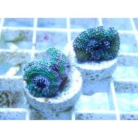 Aussie Snowdusted Green Acans Click to view larger image'
