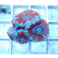 Aussie Reds Acan Click to view larger image'